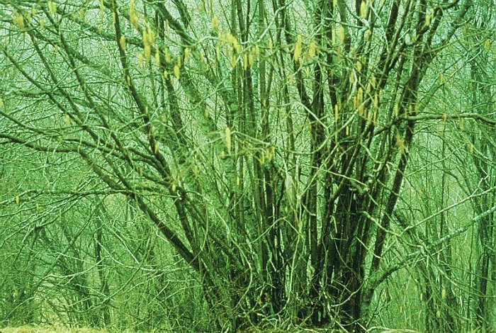 Corylus avellana